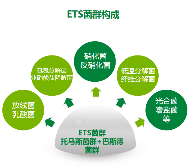 ETS菌群放線菌乳酸菌光合菌托馬斯菌群 ETS菌群放線菌乳酸菌光合菌托馬斯菌群